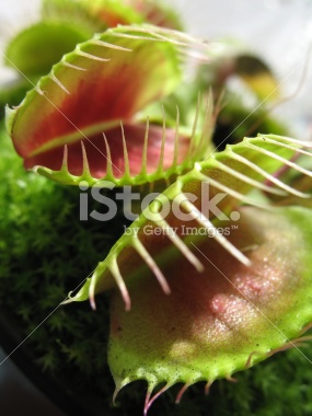 istockphoto_1850682_venus_fly_trap_2.jpg