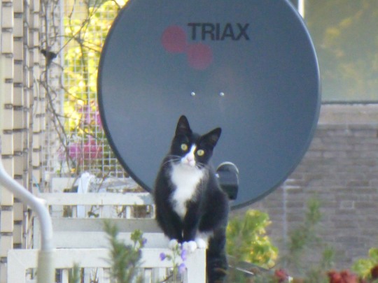 technocat.jpg