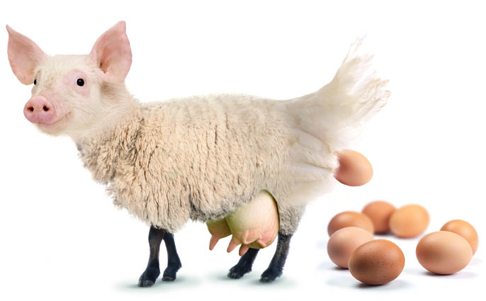 eierlegendewollmilchsau-web.jpg