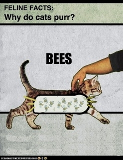 i-googled-how-do-cats-purr-i-was-not-disappointed-99231.jpg