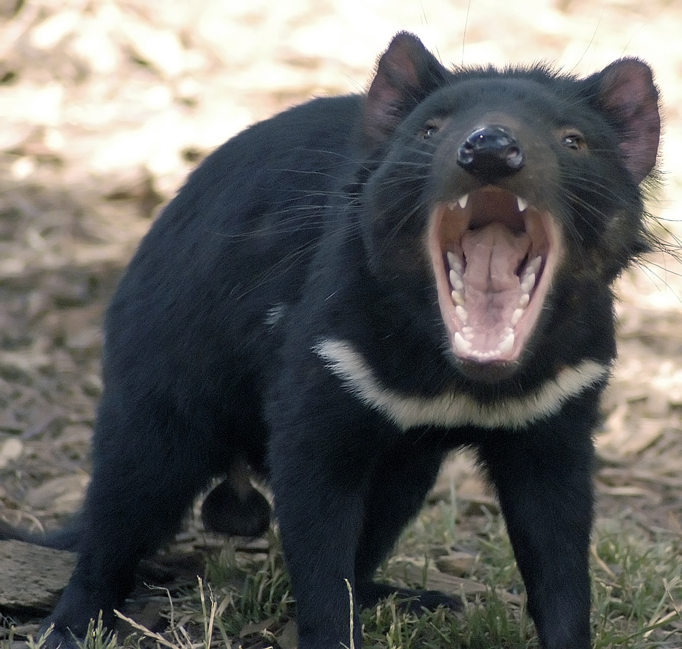 Tasdevil_large.jpg
