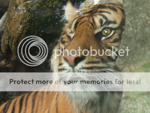 Tiger.png